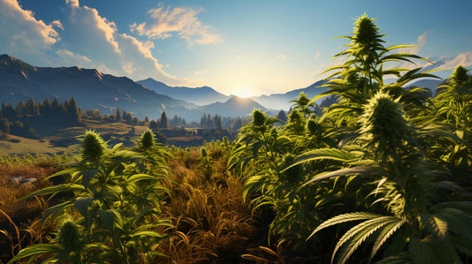 Ръководство за начинаещи: Употреба на CBD цветове